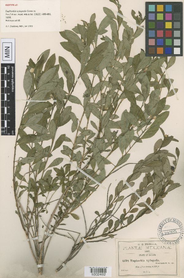 Euphorbia xylopoda image