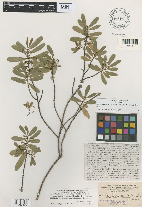 Euphorbia rivularis image