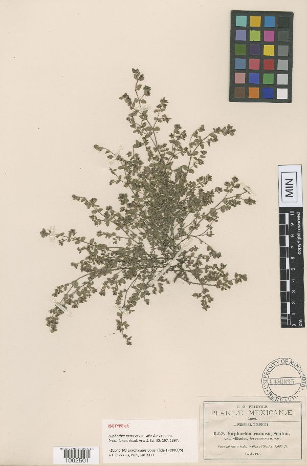 Euphorbia anychioides image