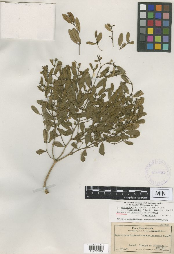 Chamaesyce skottsbergii var. vaccinioides image