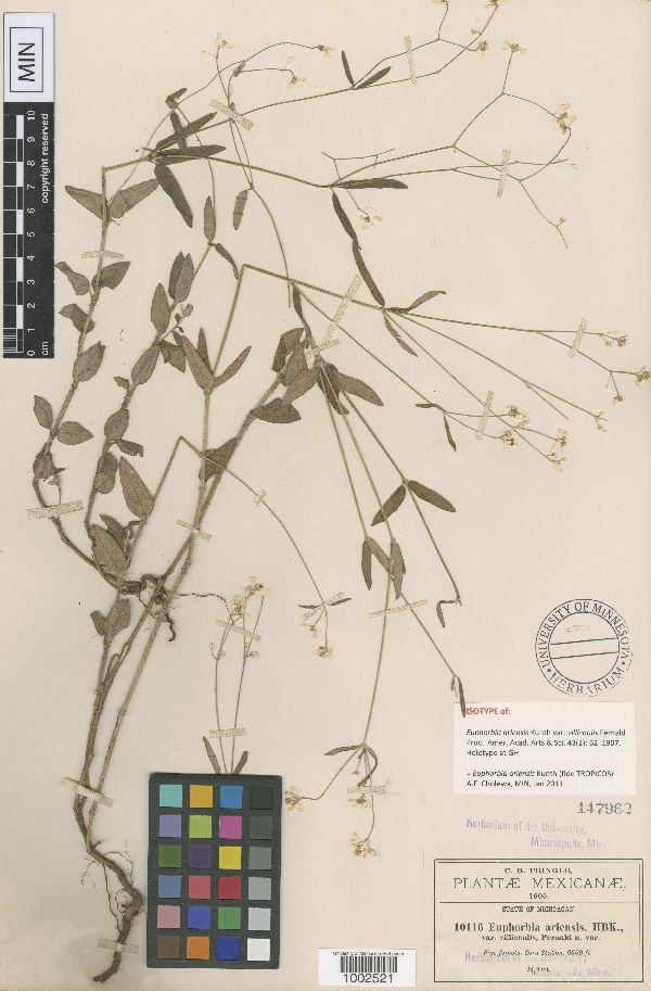 Euphorbia ariensis image