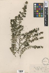 thumbnail image of current specimen