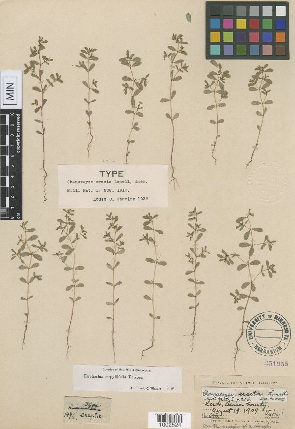 Euphorbia serpillifolia var. serpillifolia image