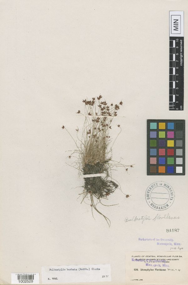 Bulbostylis barbata image