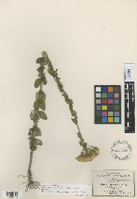 Thumbnail image of current specimen