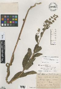 Stachys pilosa var. arenicola image