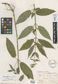 Media resource of Stachys clingmanii