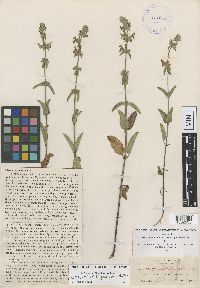 Image Associated With the Occurrence