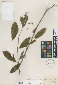 Media resource of Stachys cordata