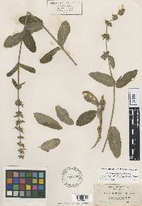 Image Associated With the Occurrence