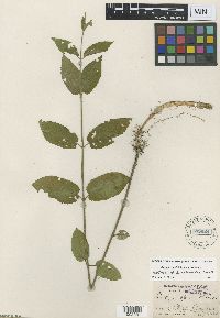 Image Associated With the Occurrence