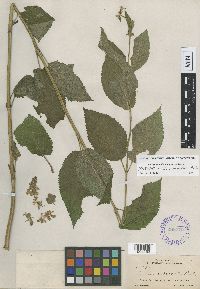 Image Associated With the Occurrence