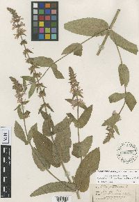 Stachys pilosa var. pilosa image