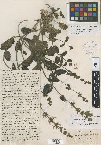 Image Associated With the Occurrence