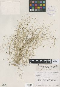 Image of Stellaria longifolia