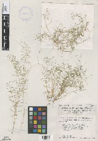 Stellaria longifolia image