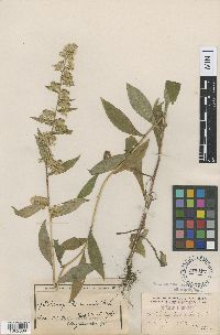 Solidago roanensis image