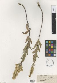 thumbnail image of current specimen