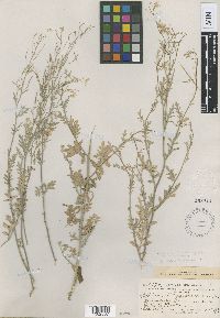Media resource of Descurainia obtusa