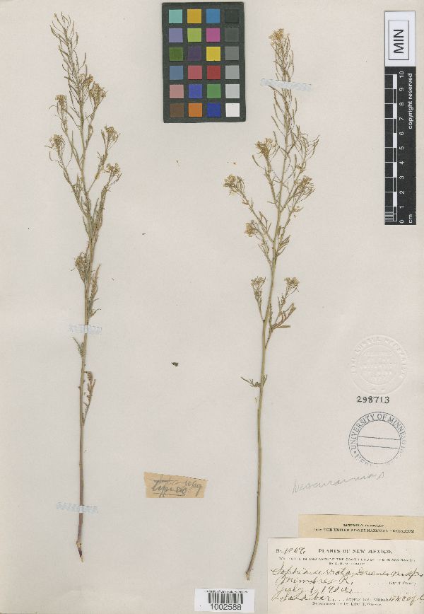 Descurainia incisa image