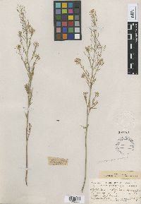 Media resource of Descurainia incisa