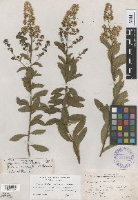 Spiraea alba image