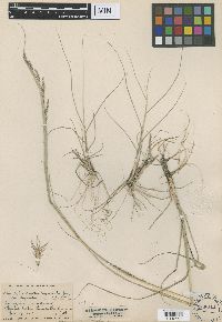 Sporobolus cryptandrus image