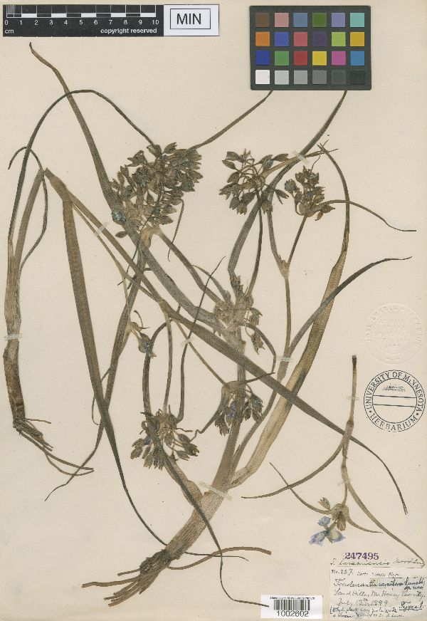 Tradescantia occidentalis var. occidentalis image