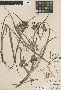 Tradescantia occidentalis image