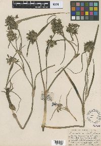 Tradescantia occidentalis image