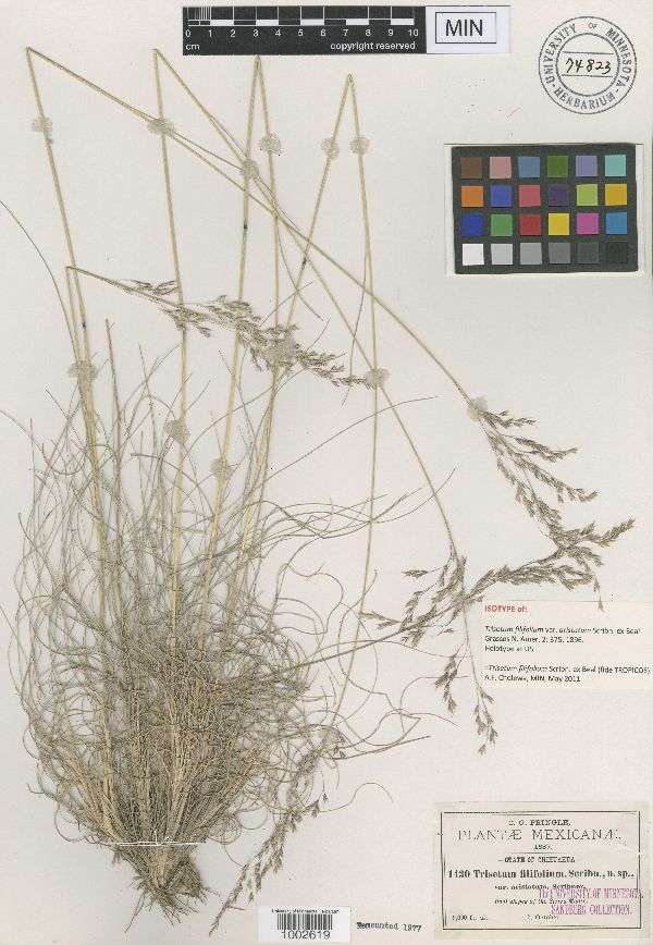 Trisetum filifolium image
