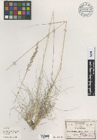 Trisetum filifolium image