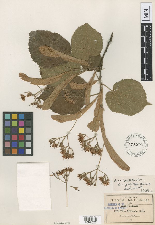 Tilia occidentalis image