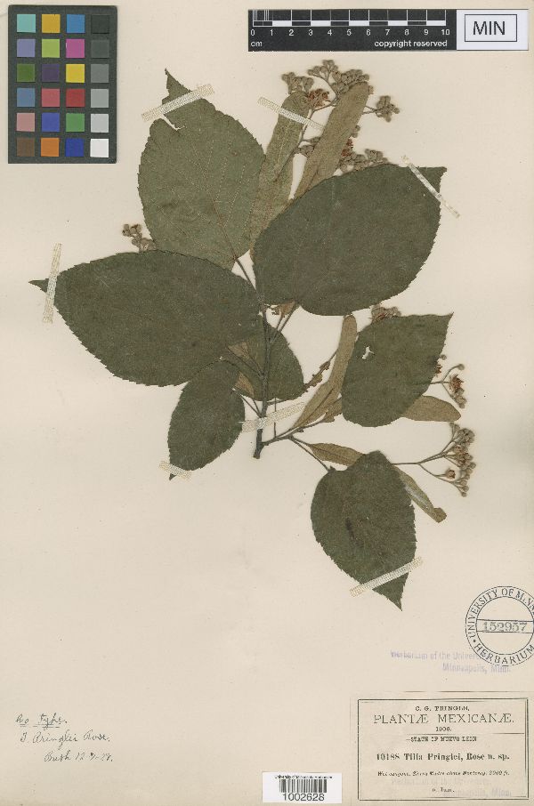 Tilia americana var. mexicana image