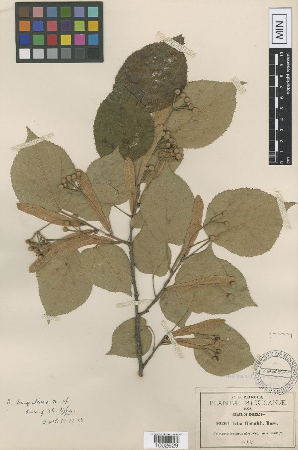Tilia sargentiana image