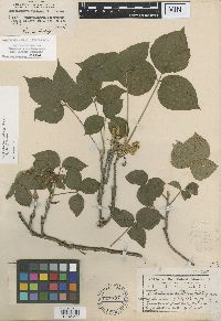 Toxicodendron rydbergii image