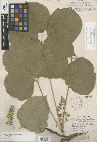 Toxicodendron radicans image