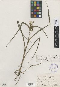 Tradescantia bracteata image