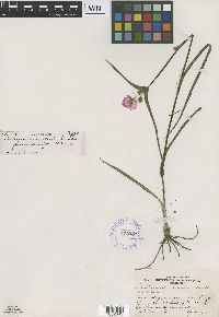 Tradescantia bracteata image