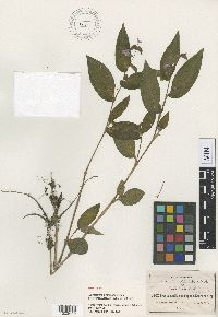 Media resource of Tradescantia commelinoides