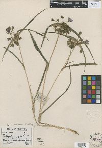 Tradescantia occidentalis image