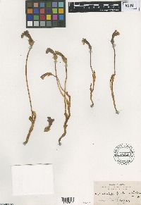 Aphyllon uniflorum image