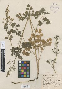 Image of Thalictrum confine