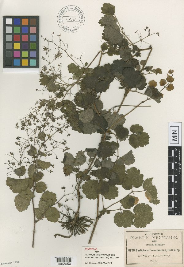 Thalictrum cuernavacanum image