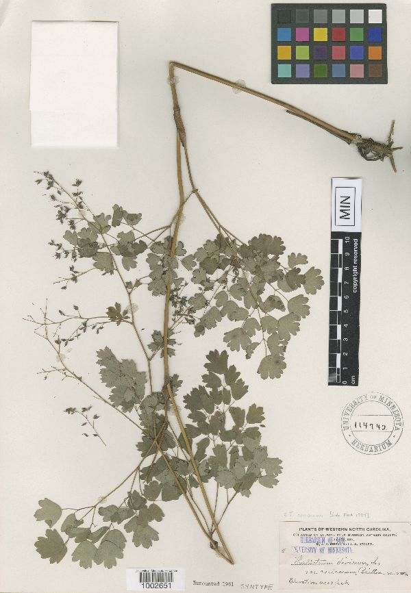 Thalictrum coriaceum image