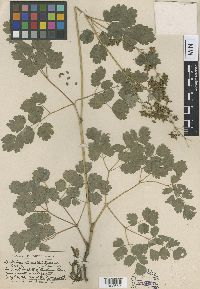 Thalictrum venulosum image
