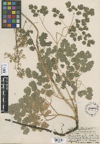 Thalictrum venulosum image