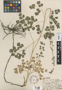 Thalictrum venulosum image