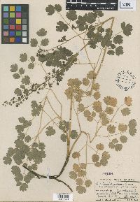 Thalictrum venulosum image