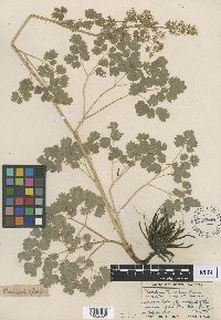 Thalictrum venulosum image